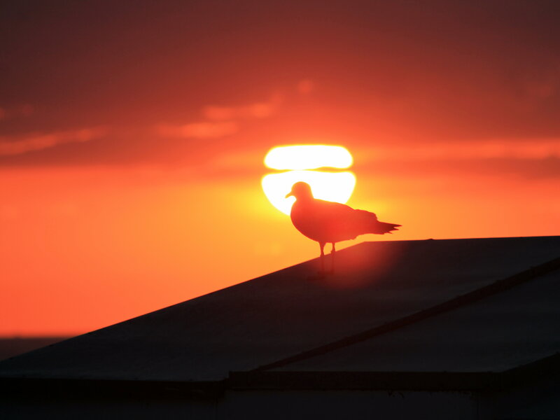Seagull on Roof