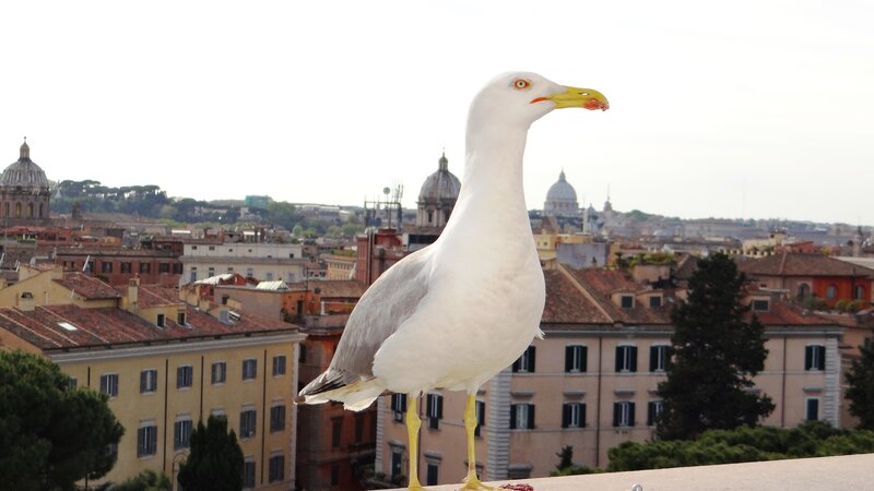 Seagull on Rooftop