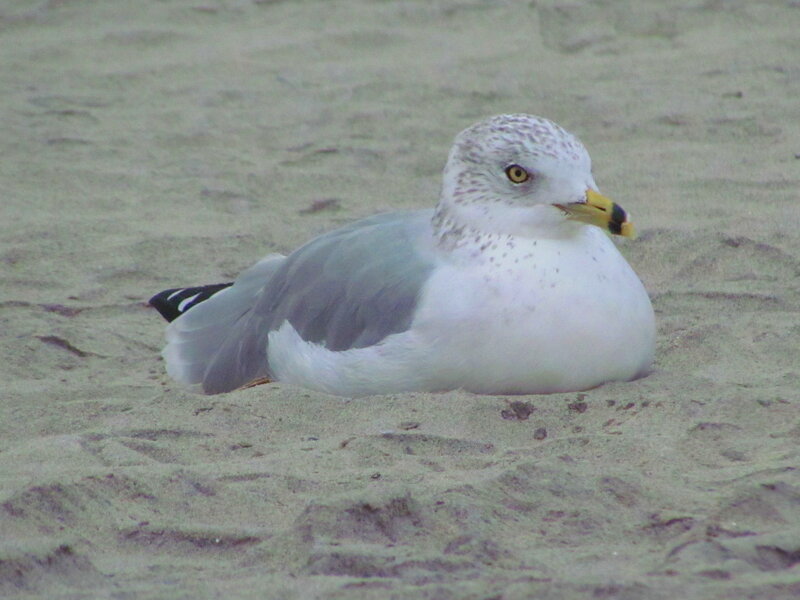 Seagull on Sand — Gray