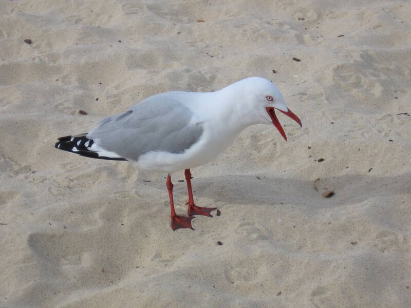 Seagull on Sand