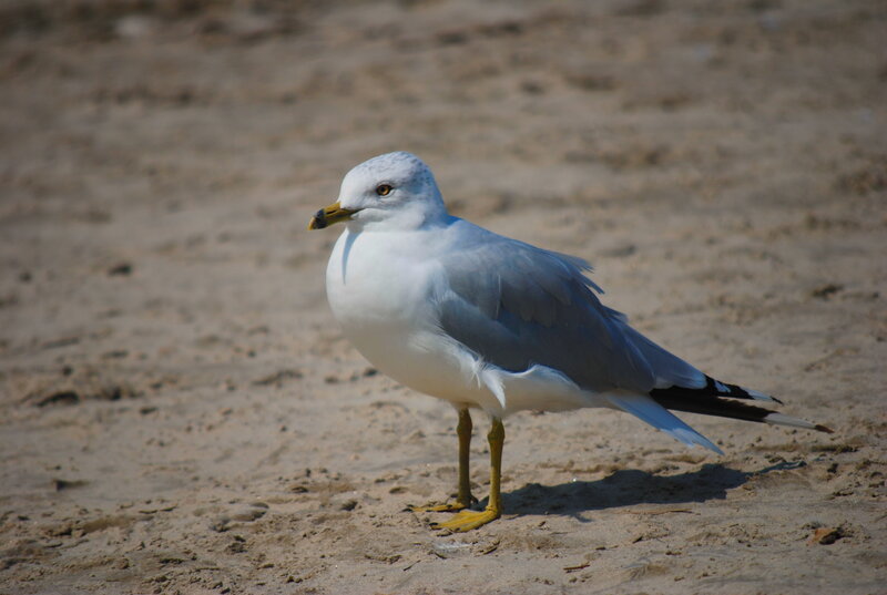 Seagull on Sand — White, Calm, Afternoon, Photograph
