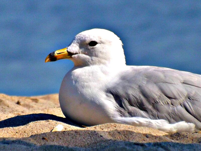 Seagull on Sand — White, Calm, Afternoon