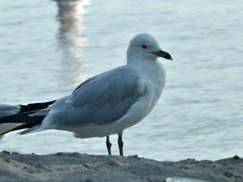 Seagull on Sand — White, Calm, Sunset