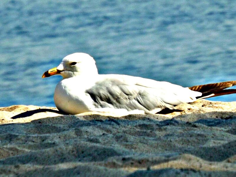 Seagull on Sand — White, Calm