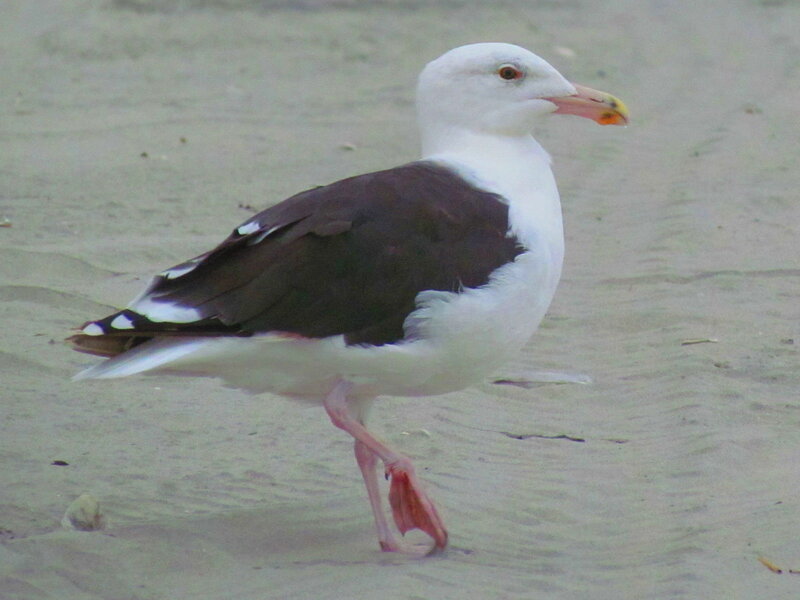 Seagull on Sand — White