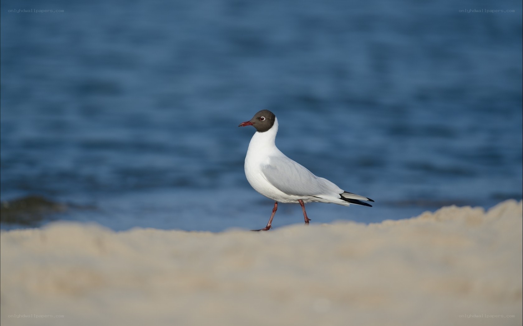 Seagull on sandy beach