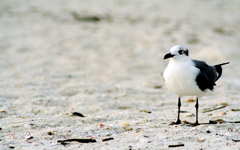 Seagull on sandy beach