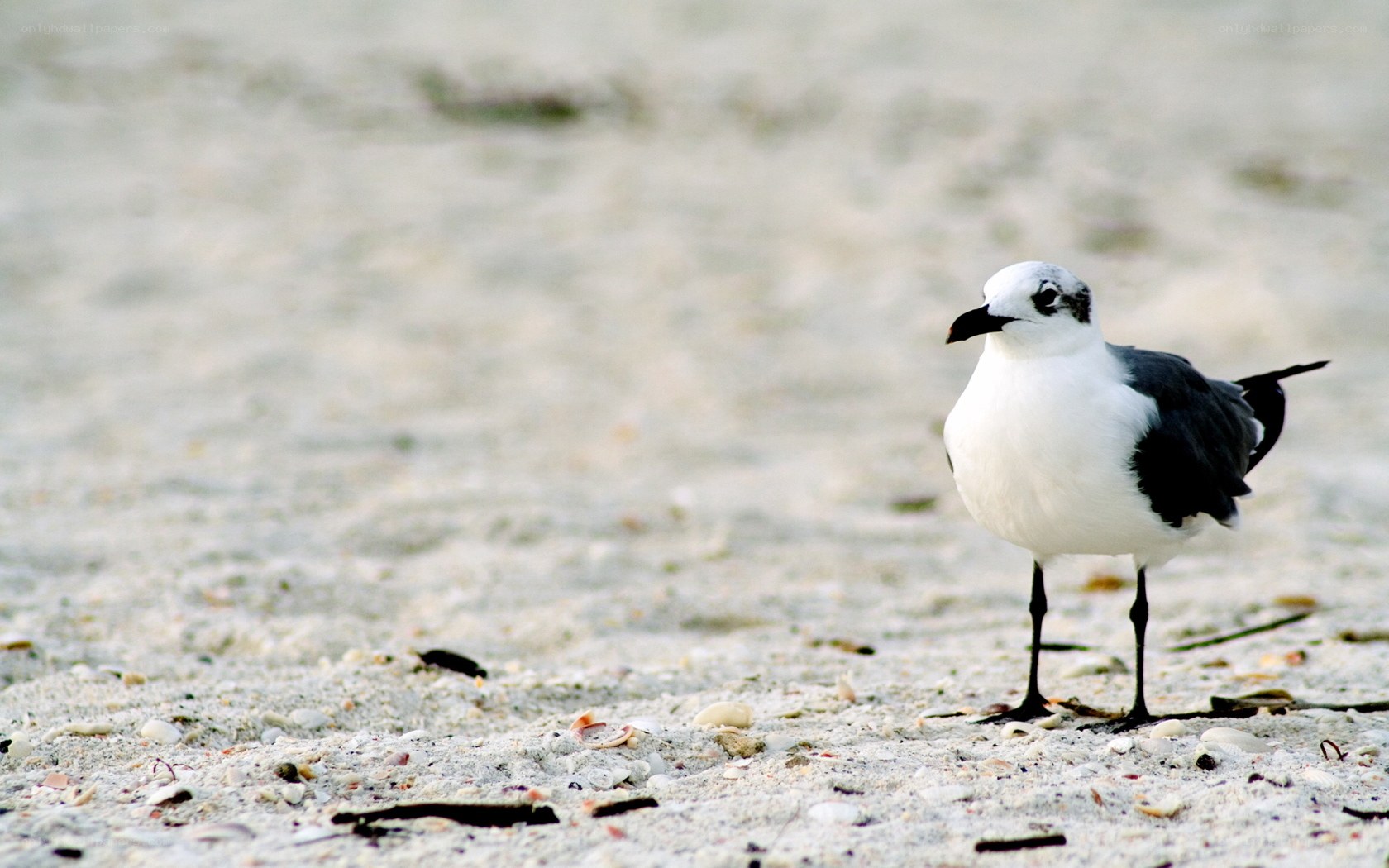 Seagull on sandy beach