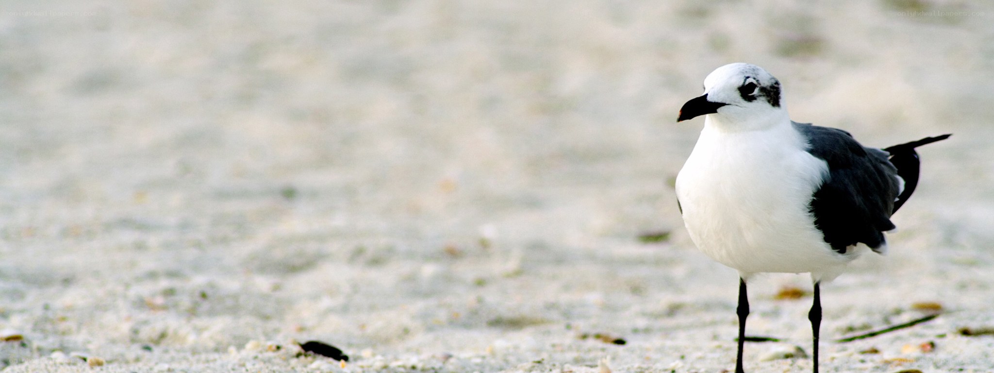 seagull on sandy beach