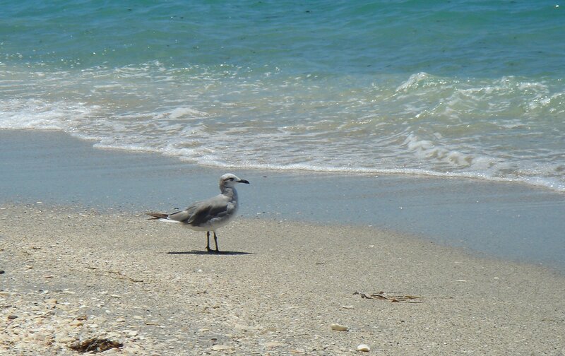 Seagull on sandy beach