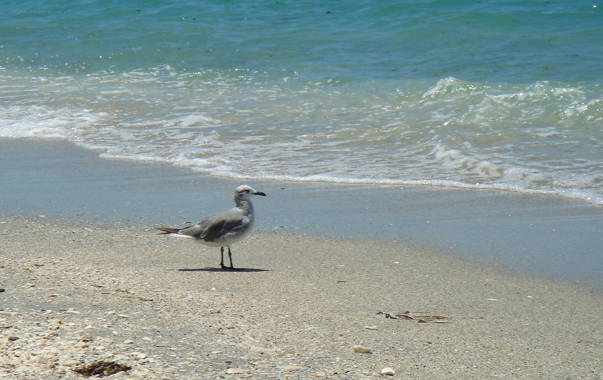Seagull on sandy beach