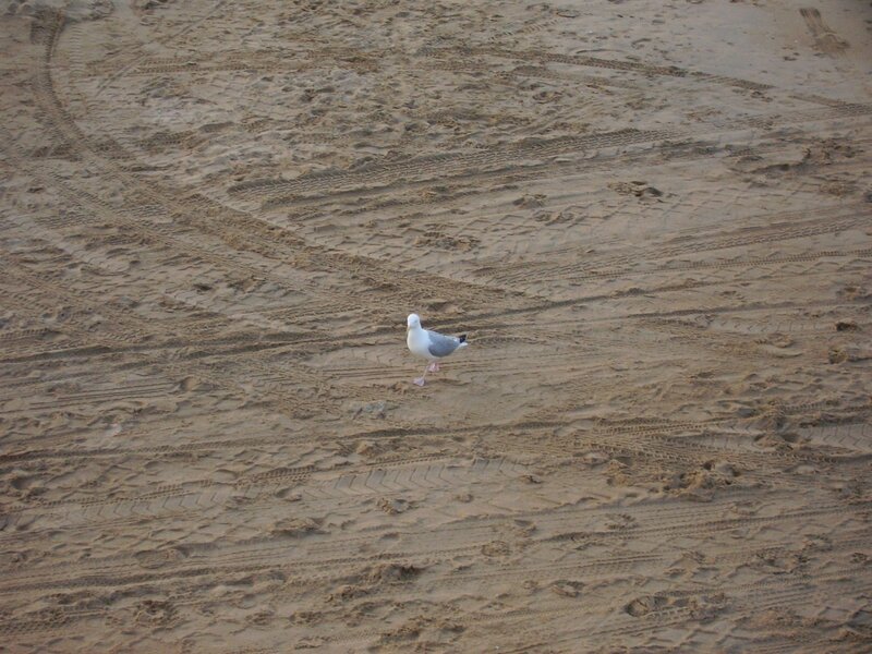 Seagull on Sandy Beach — Brown