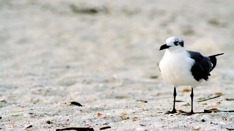 Seagull on sandy beach