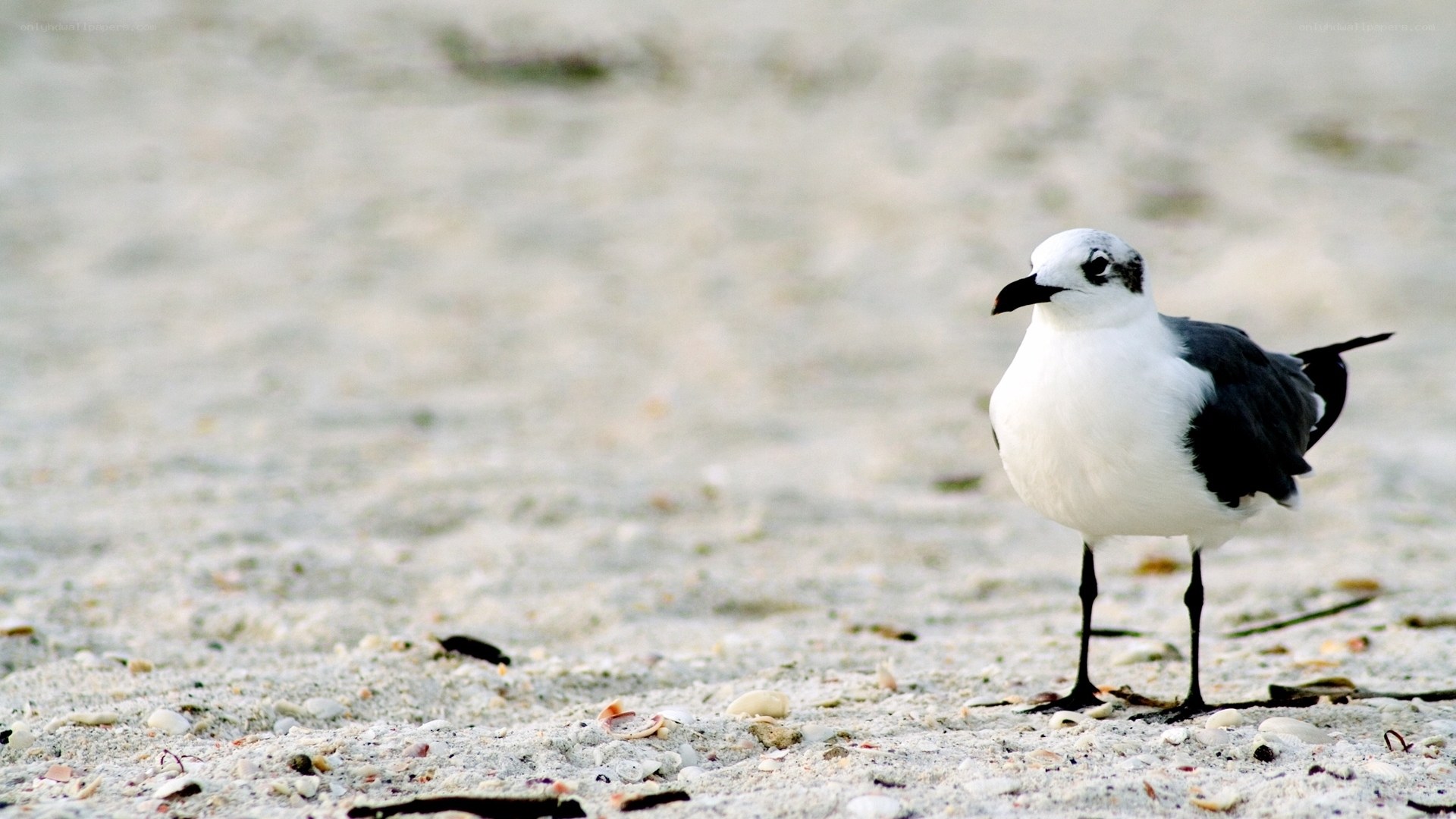 Seagull on sandy beach