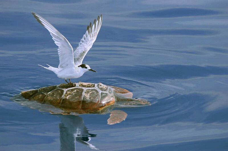 Seagull on Sea Turtle — Blue