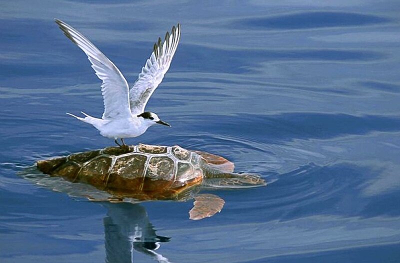 Seagull on Sea Turtle