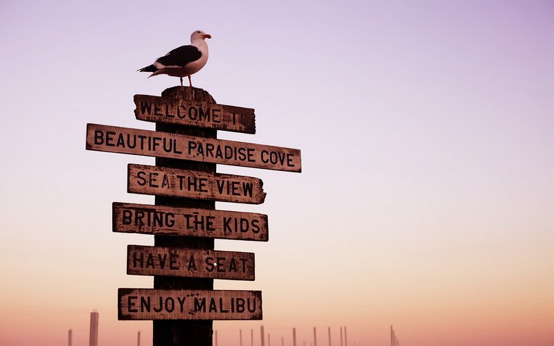 Seagull on Signpost