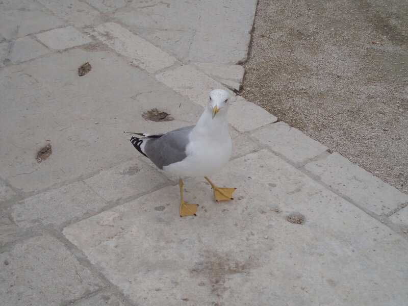 seagull on stone pavement