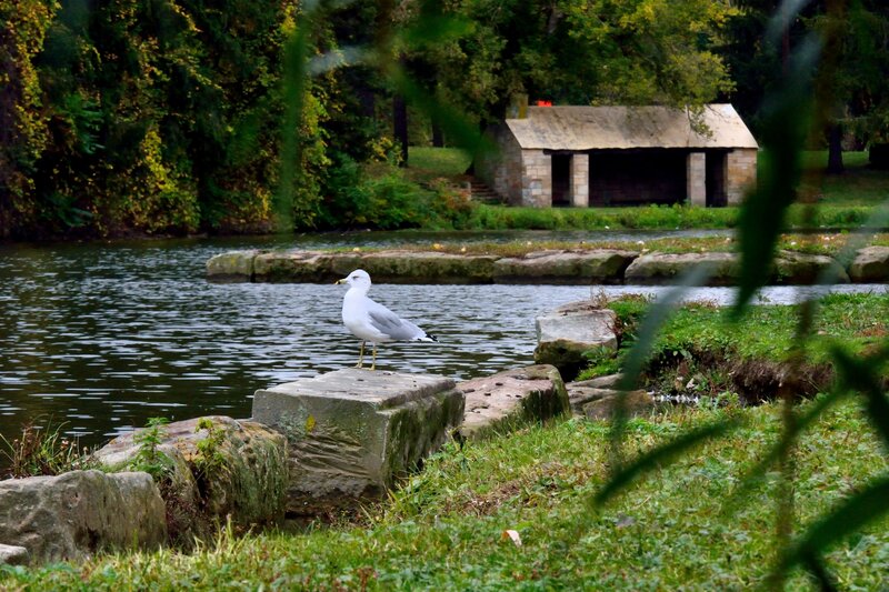 Seagull on Stone