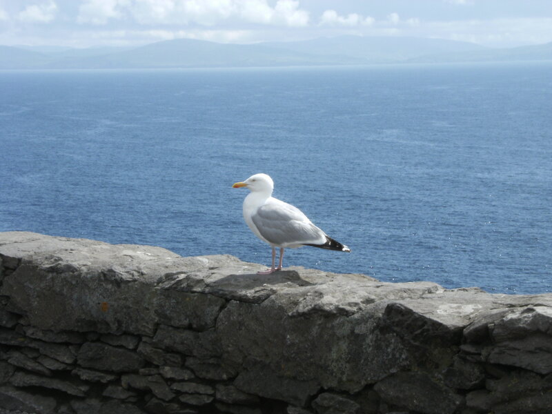 Seagull on Stone Wall — Blue