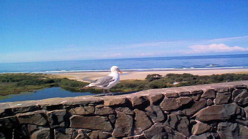 Seagull on stone wall by beach