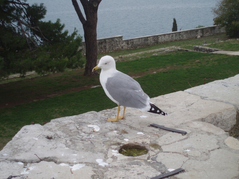 Seagull on Stone Wall — Gray