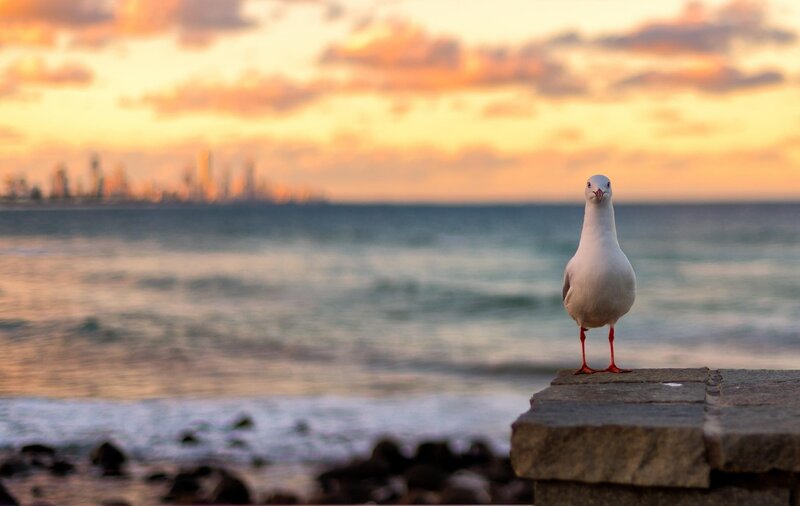 Seagull on Stone Wall — Orange