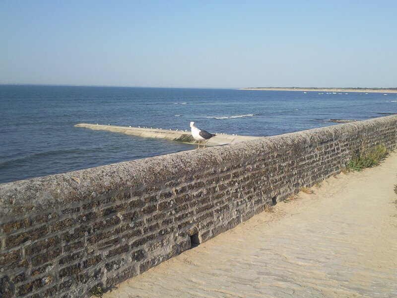 Seagull on Stone Wall