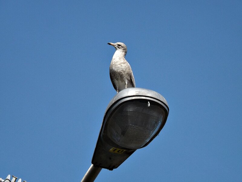 Seagull on Streetlight