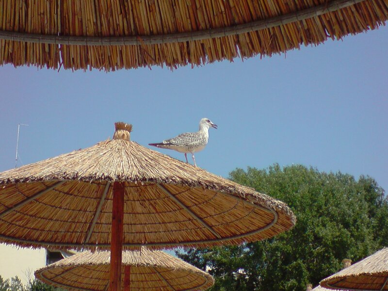 Seagull on Thatched Umbrella