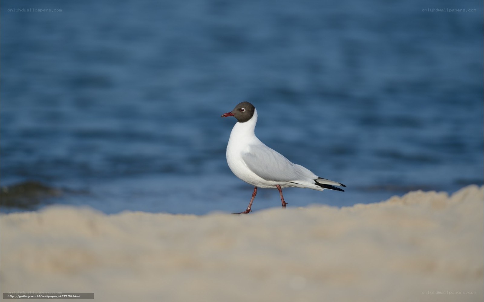 Seagull on the beach