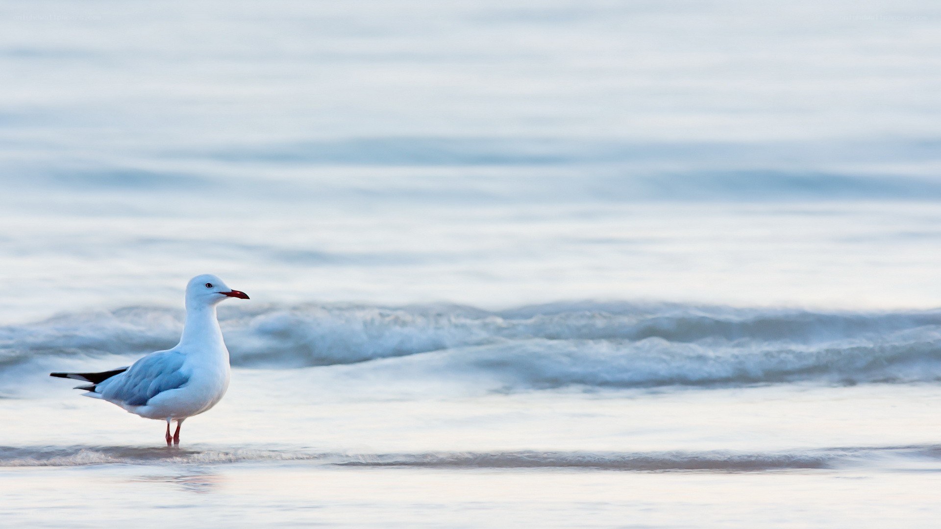 Seagull on the beach