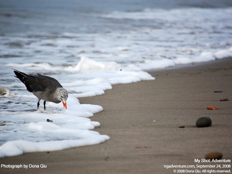 Seagull on the beach