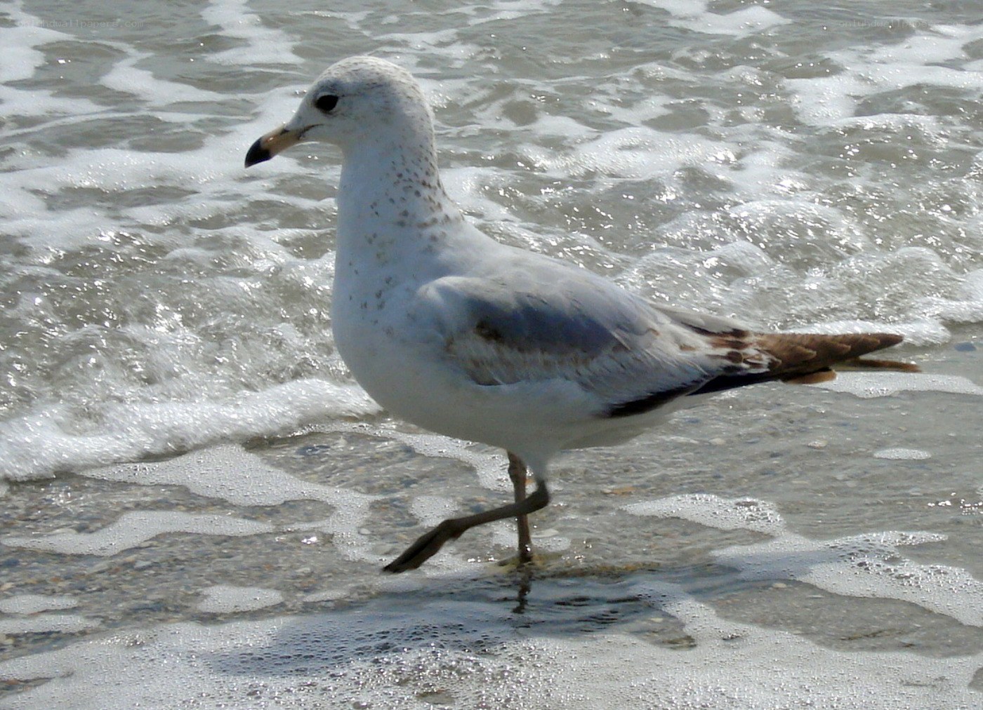 Seagull on the beach