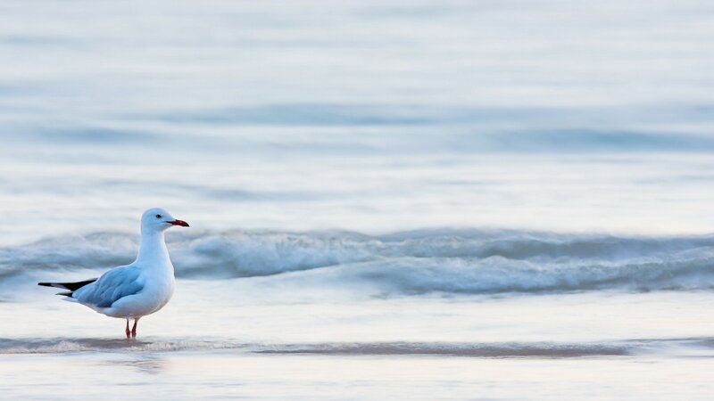 Seagull on the beach