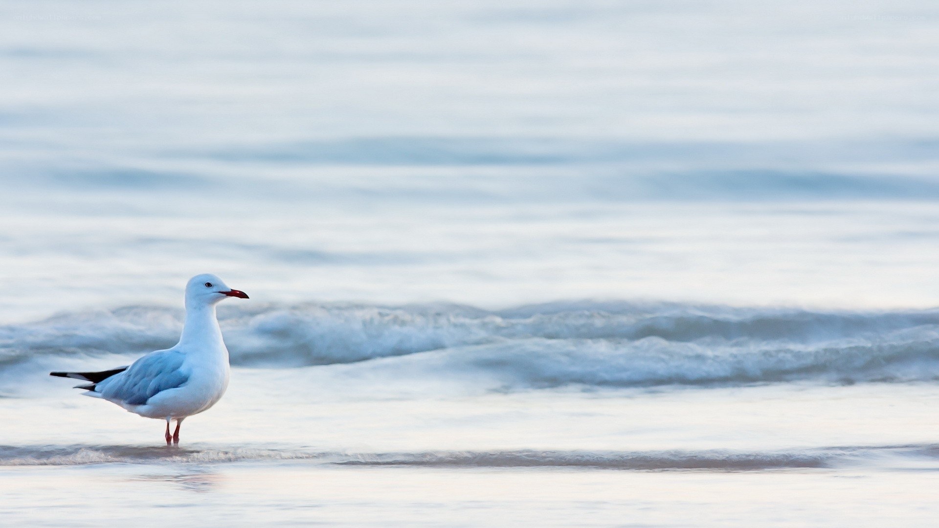 Seagull on the beach
