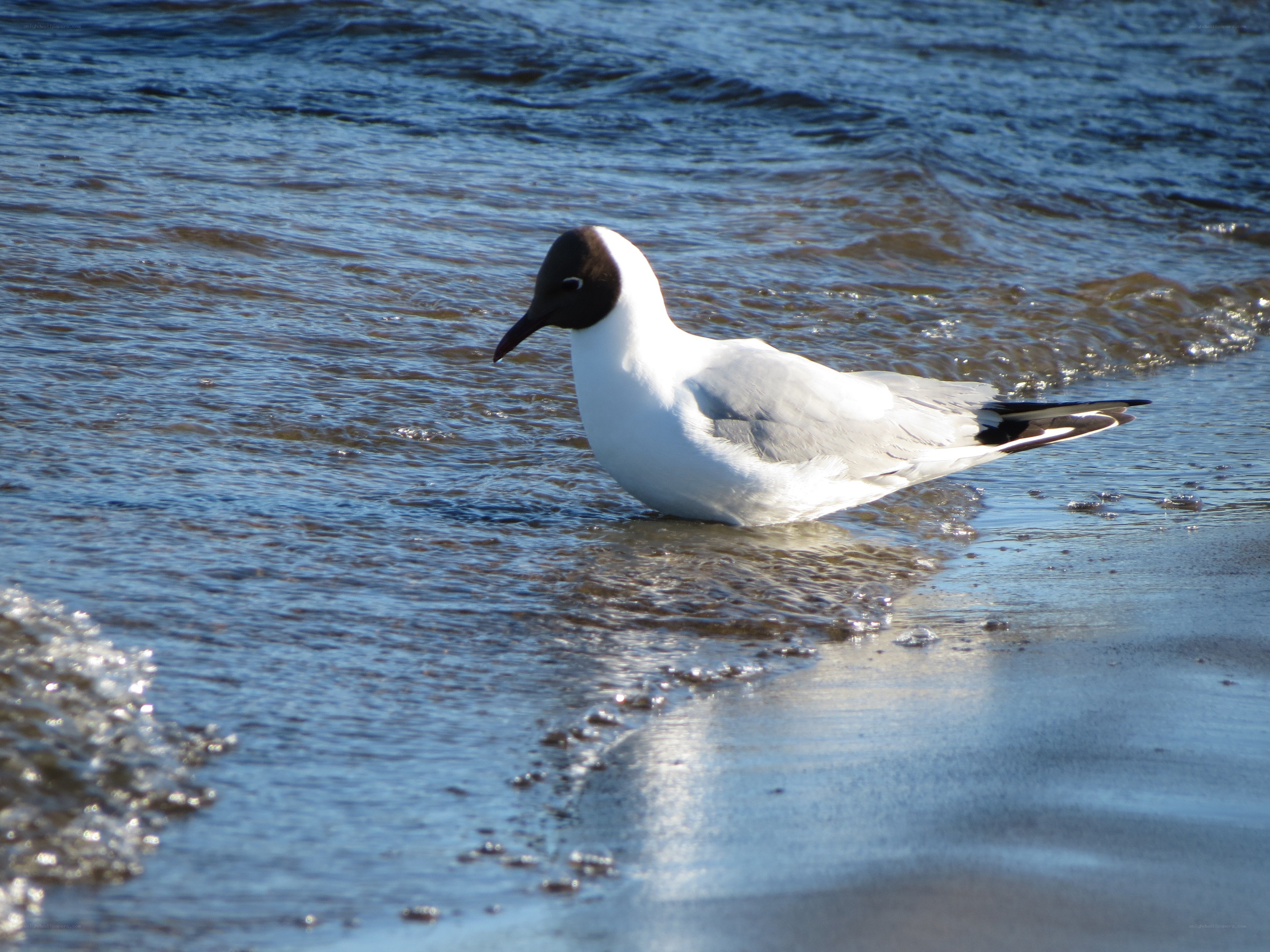 Seagull on the shoreline
