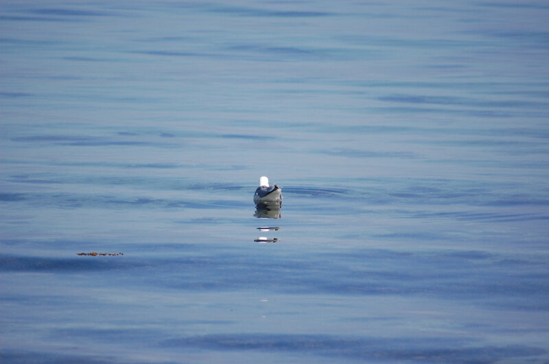 Seagull on Water