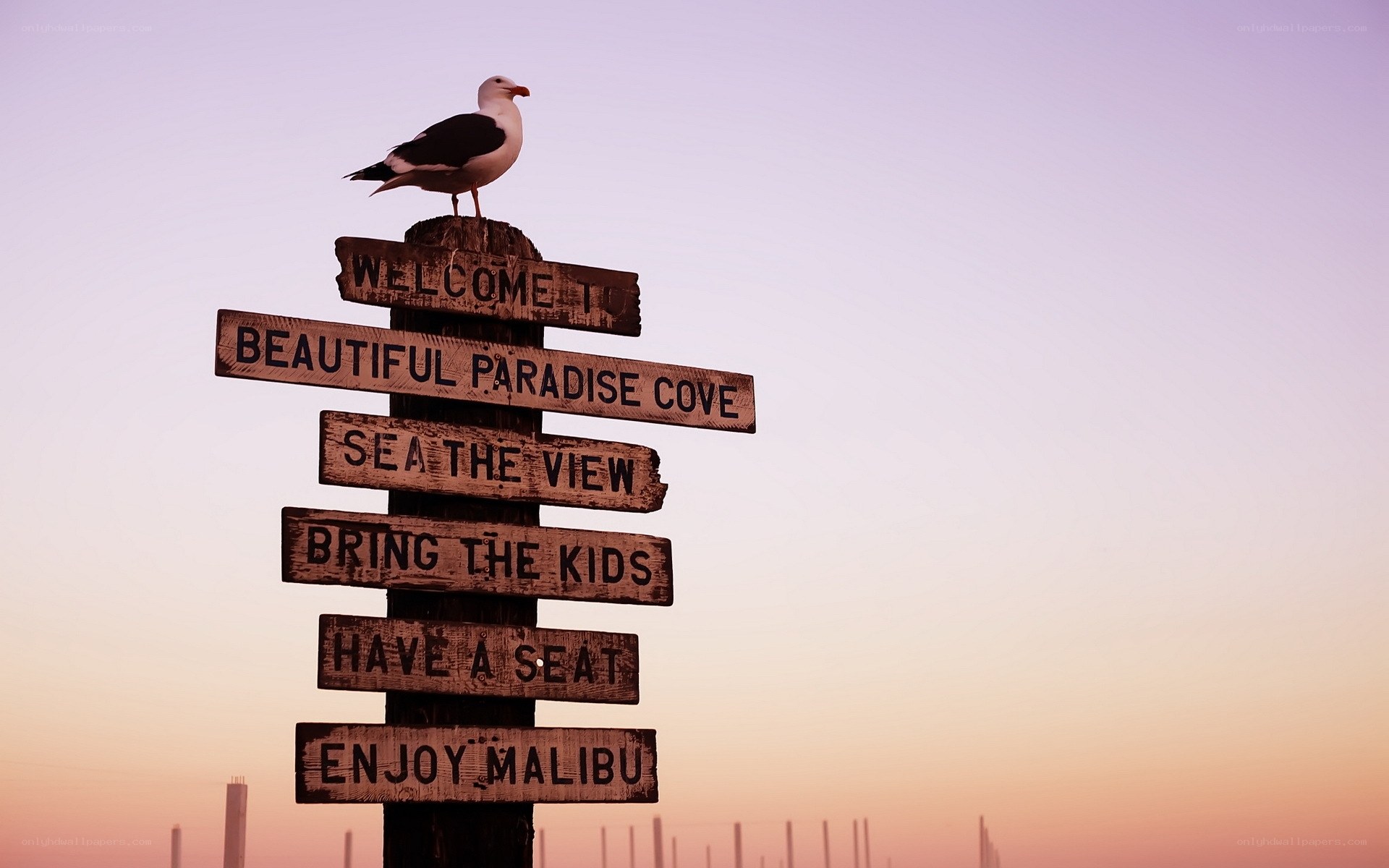 Seagull on welcome sign