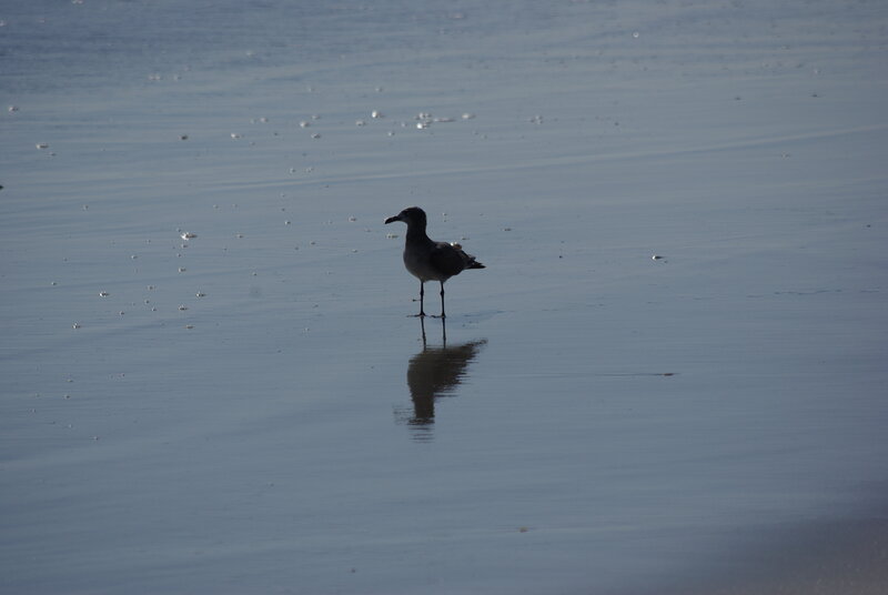 Seagull on Wet Sand — Blue