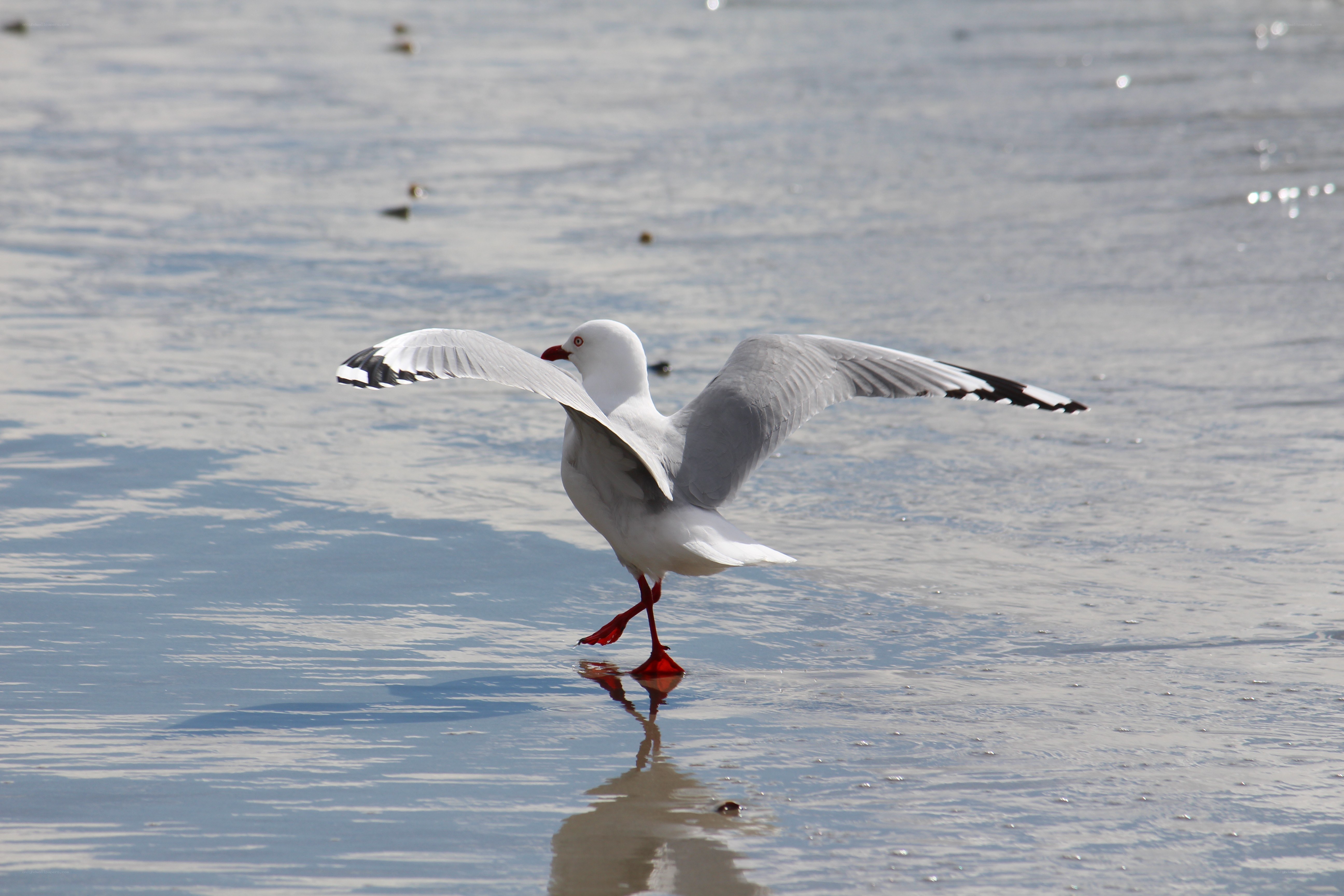 Seagull on wet sand