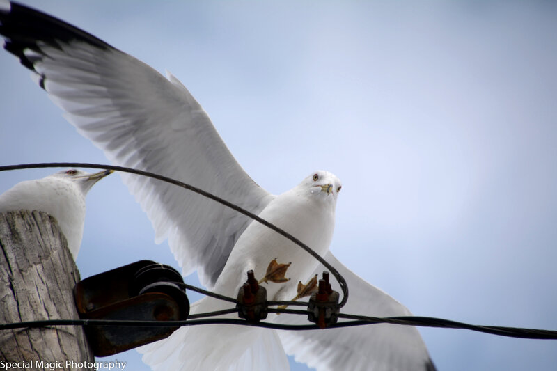 Seagull on Wires