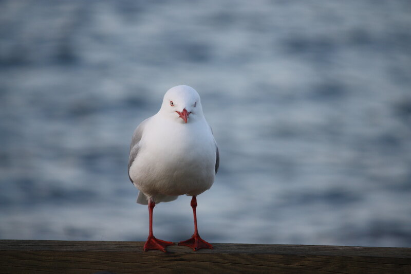 Seagull on Wooden Beam