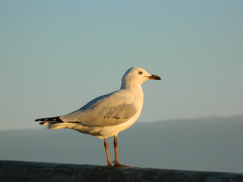 Seagull on Wooden Beam — White