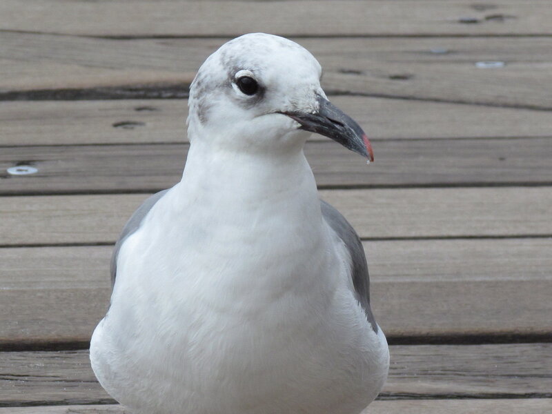 Seagull on Wooden Deck
