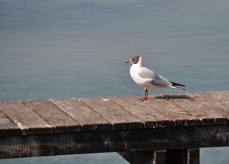 Seagull on Wooden Dock — Gray