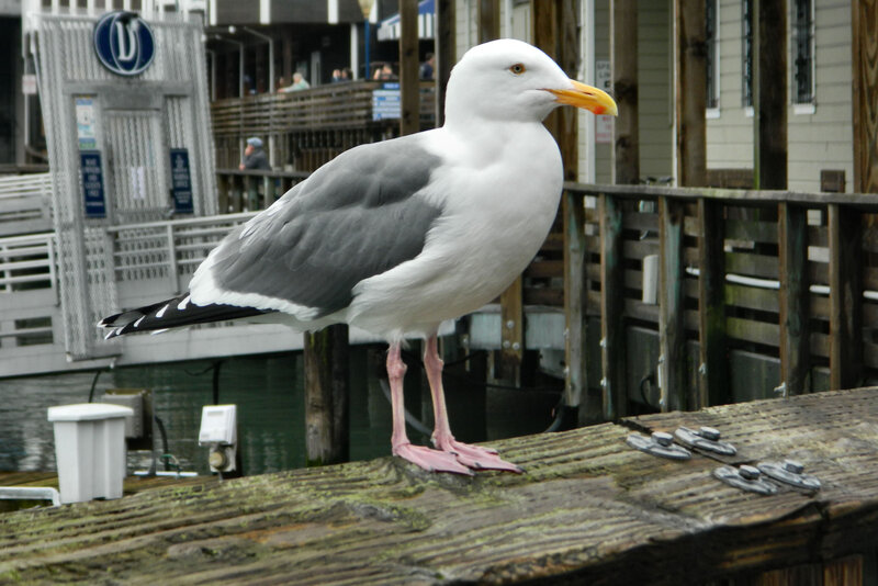 Seagull on Wooden Dock