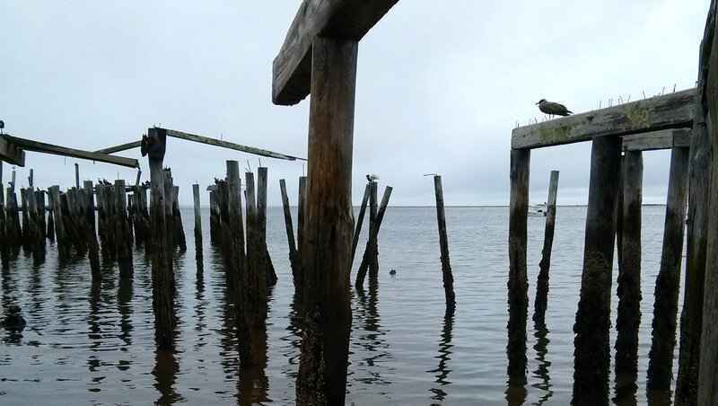 Seagull on Wooden Pier — Gray