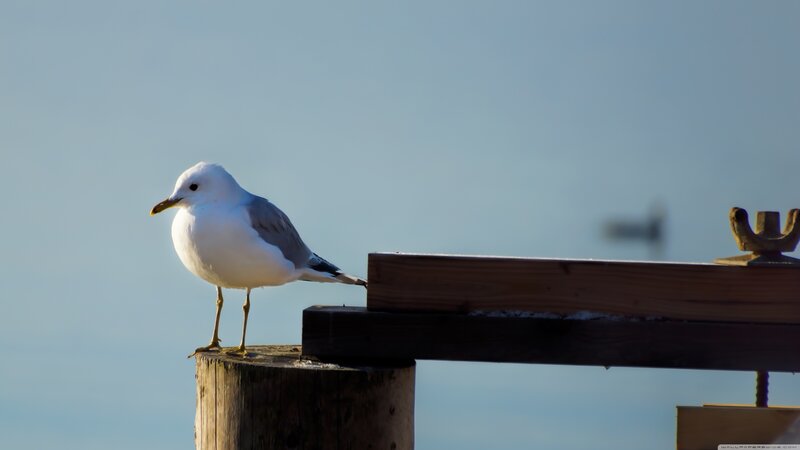 Seagull on Wooden Post — Blue, Calm