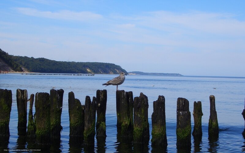 Seagull on Wooden Post — Blue, Serene, Afternoon
